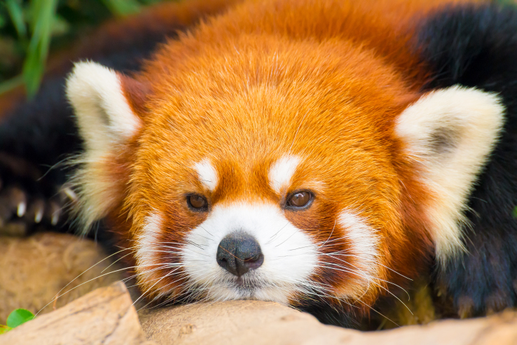 Mozilla宣布結束火狐瀏覽器的測試探索項目