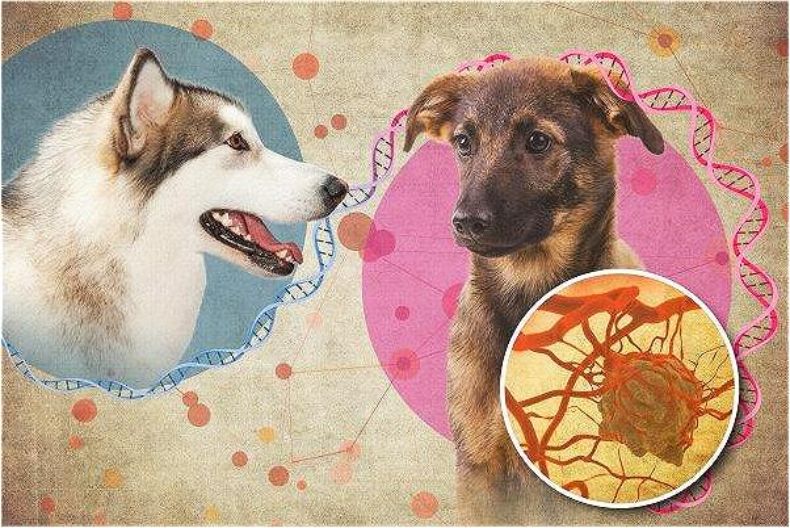 6000年前一隻狗的癌症，如何在今天席捲全球？