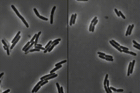 科學家首次記錄下細菌「脫皮」的耐葯全過程