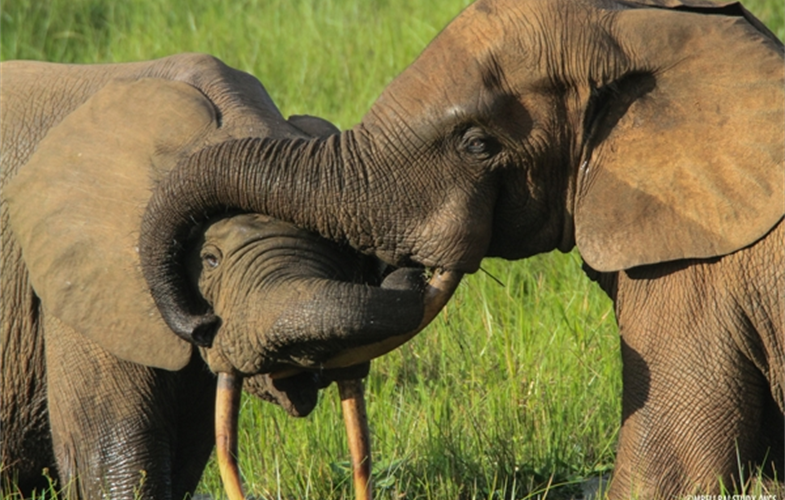 剛果法院首例 12年殺害500多頭大象 盜獵者將蹲30年苦牢